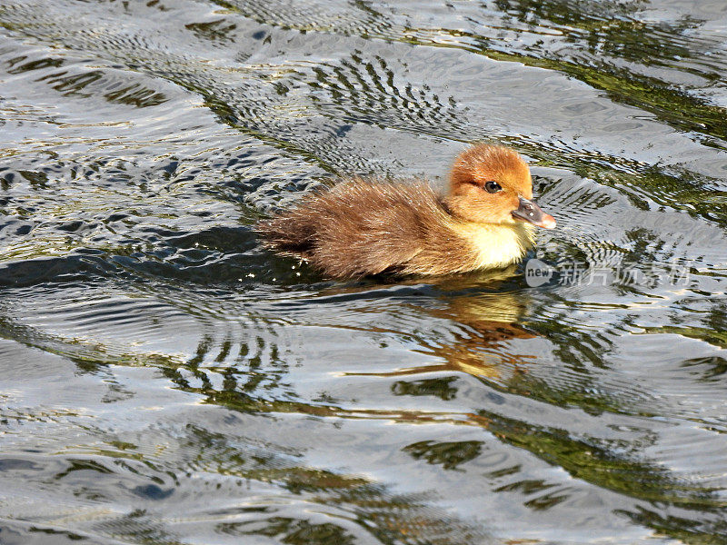 番鸭(Cairina moschata) -在湖中游泳的小鸭